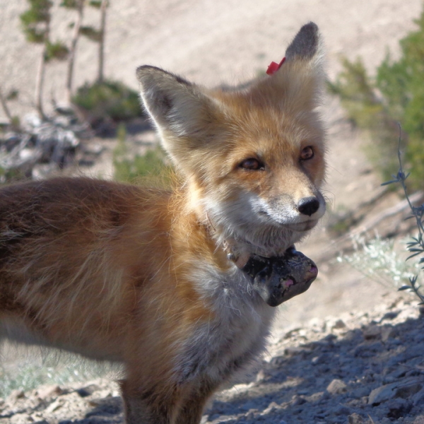 Scientists will be searching for signs of the Sierra Nevada red fox in Yosemite this winter. This fox was spotted in Sonora, north of the park. Photo: NPS