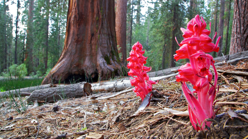 Bright red snow plants emerge among the giant sequoias in Mariposa Grove in the spring. Photo: Yosemite Conservancy/Josh Helling 