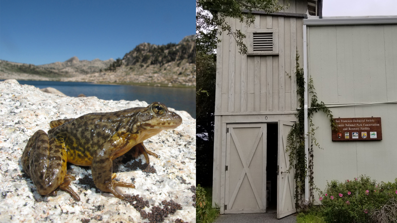 Left: A Sierra Nevada yellow-legged frog in Yosemite. (USGS/Devin Edmonds) Right: The San Francisco Zoological Society - Yosemite National Park Conservation and Recovery Facility opened in May 2016, and serves a key role in efforts to restore Yosemite's populations of California red-legged frogs, western pond turtles and Sierra Nevada yellow-legged frogs. 