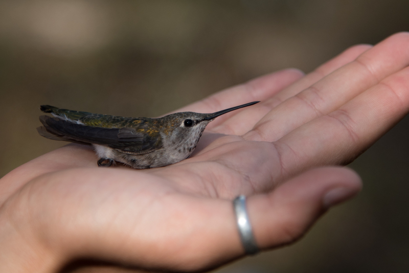 Steady, gentle hands allow the bird crew to observe even the smallest species up close. Photo: Laurel Houston
