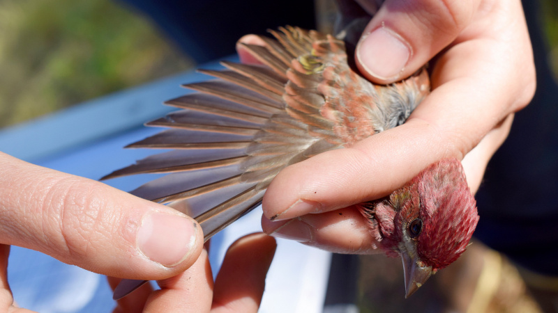 A songbird researcher examines the wings of a purple finch. Photo: Yosemite Conservancy/Ryan Kelly