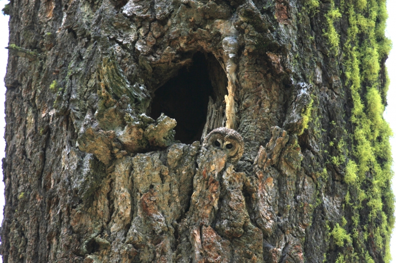Female spotted owl in tree cavity. Credit: Ronan Donovan