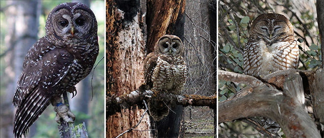 Spotting (Spotted) Owls — Yosemite Conservancy