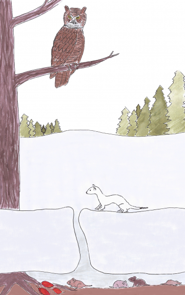 Small animals find winter food and shelter in the subnivean zone. Some predators listen for subtle movements under the snow; others, such as short-tailed weasels, slip into the tunnels to hunt.