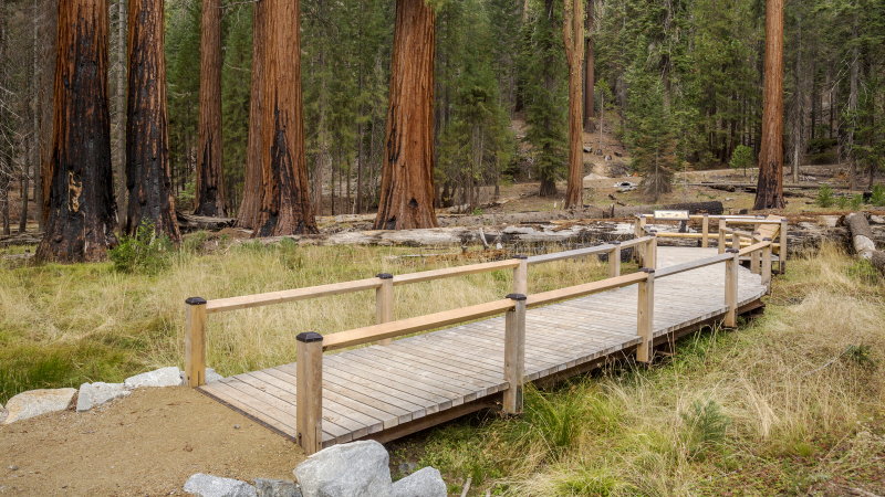 The grove restoration occurred because tens of thousands of people all invested in protecting a unique natural phenomenon. …  Today, a walk in the grove has been transformed into a more beautiful and peaceful experience.” – Frank Dean, President, Yosemite Conservancy. Photo: Yosemite Conservancy/Keith Walklet