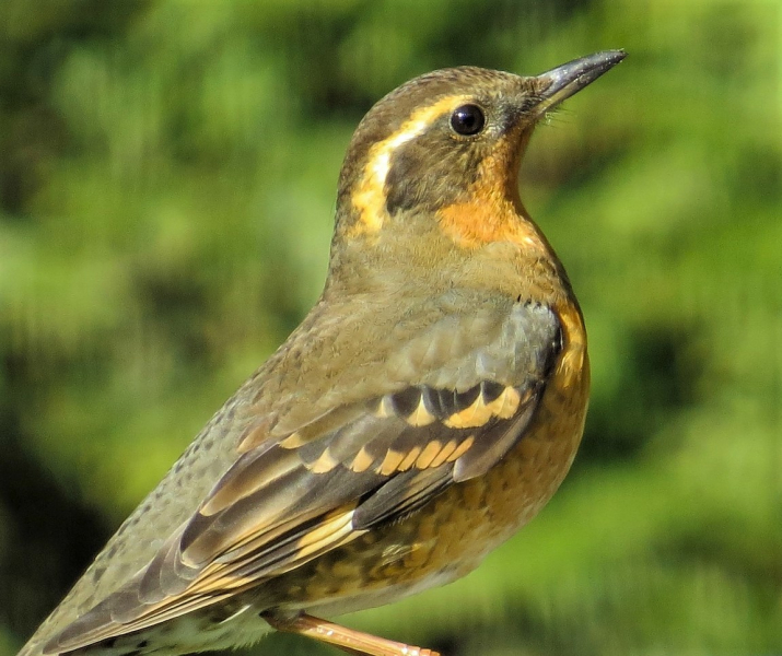 The varied thrush, an avian omen of winter's chill air and quiet days. 