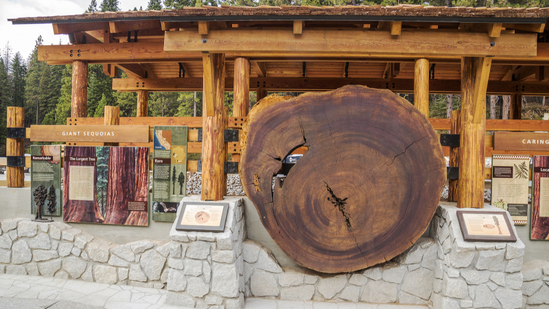 Informative exhibits at the Mariposa Grove Welcome Plaza, including a cross-section of a fallen giant sequoia, offer an introduction to the trees and their habitat. Photo: Yosemite Conservancy/Keith Walklet