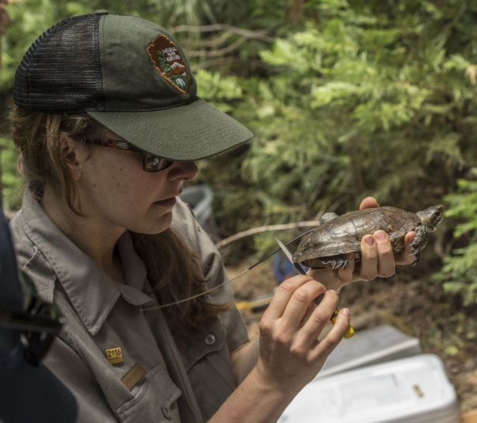 Until this spring, western pond turtles had not been seen in the Valley for more than 50 years. Radio transmitters have allowed scientists to track the newly released turtles in their new habitat. Photo: Al Golub